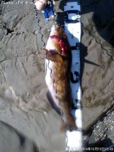 �����ʥ�