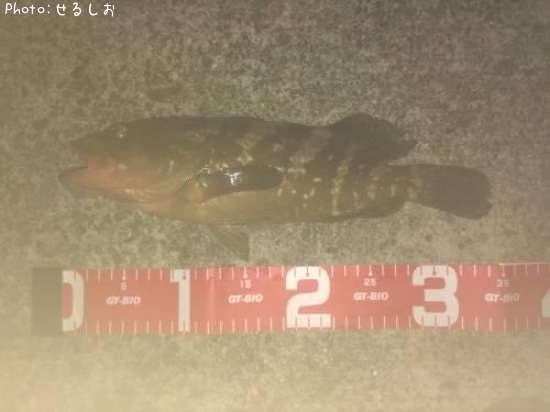 �����ϥ�