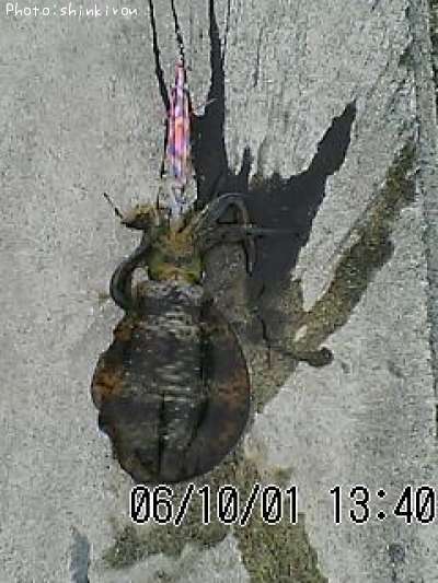 �����ꥤ��