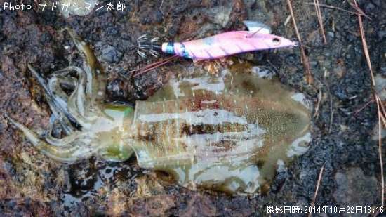 �����ꥤ��