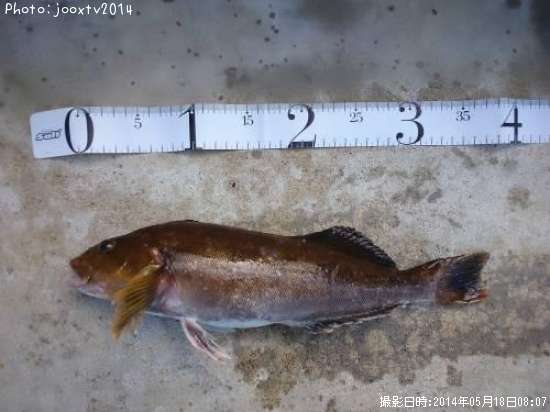 �����ʥ�