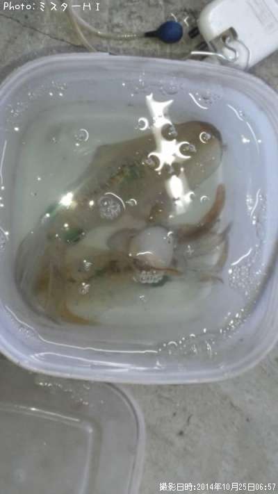 �����ꥤ��