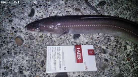 ���ʥ�����