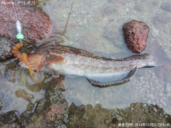 �����ʥ�