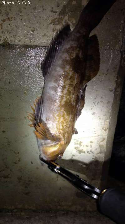 �����ʥ�