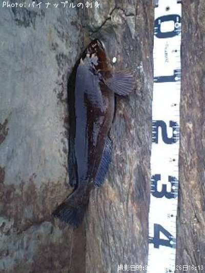 �����ʥ�