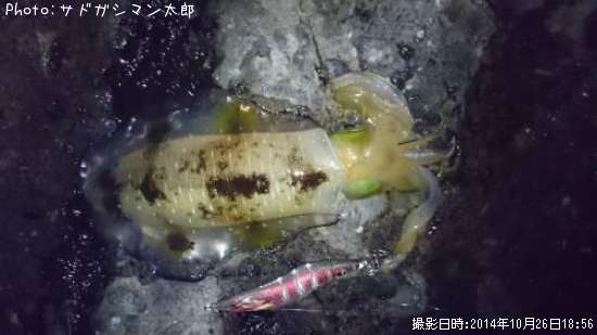 �����ꥤ��