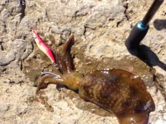 �����ꥤ��