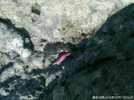 �����ꥤ��