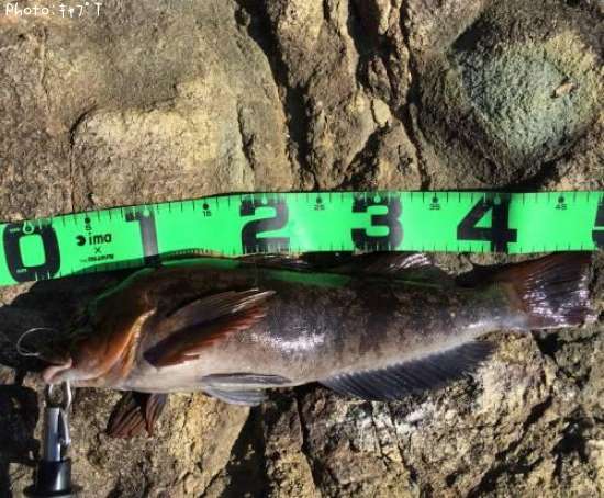 �����ʥ�