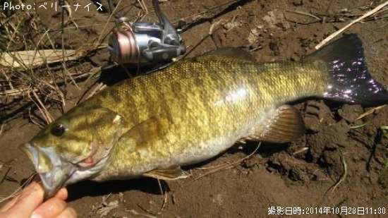 ���⡼��ޥ����Х�