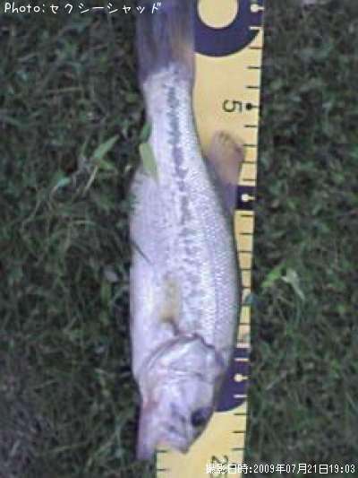 �֥�å��Х�