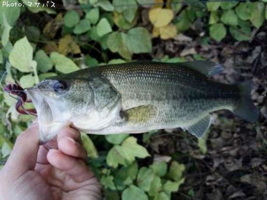 �֥�å��Х�