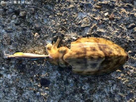 ��󥴥�����