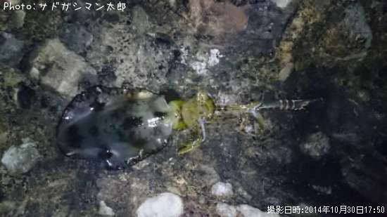 �����ꥤ��