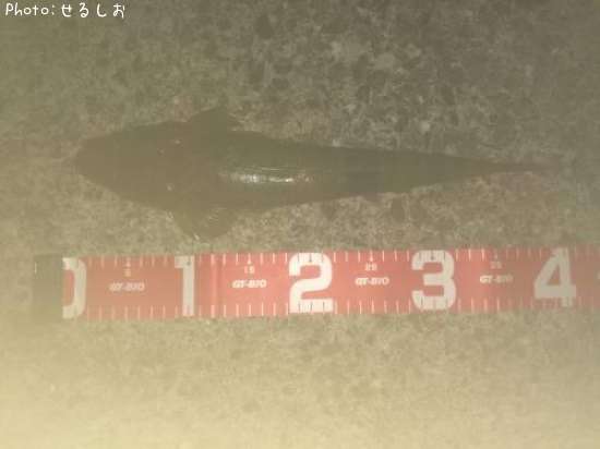 ���ޥ�����