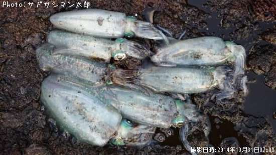 �����ꥤ��