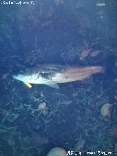 �����Х�