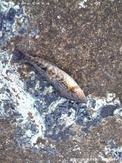 �����ʥ�