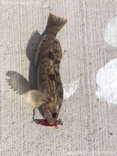 �����ʥ�