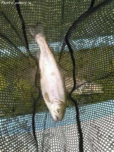 �쥤��ܡ��ȥ饦��