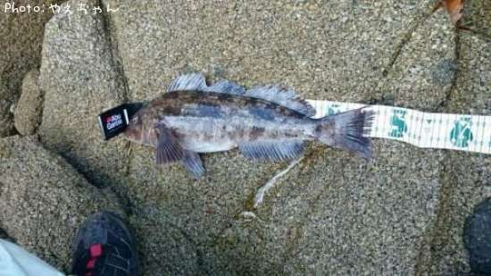 �����ʥ�