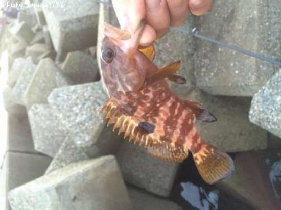 �����ϥ�