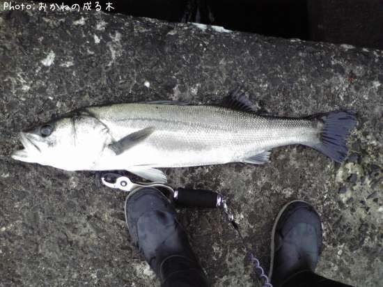 �����Х�