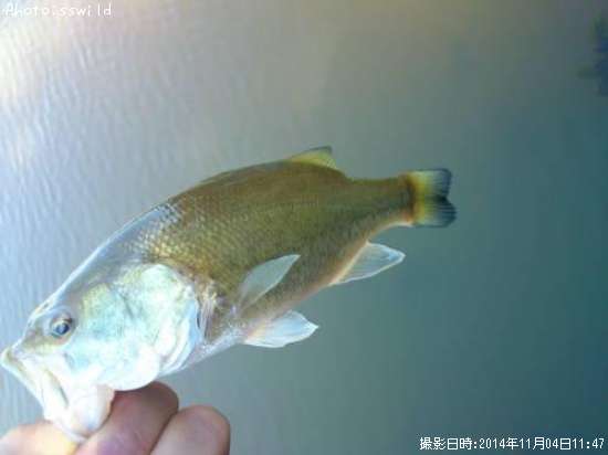 �֥�å��Х�