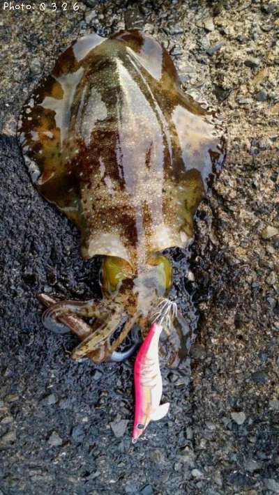 �����ꥤ��