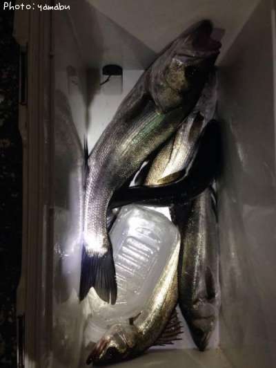 �����Х�