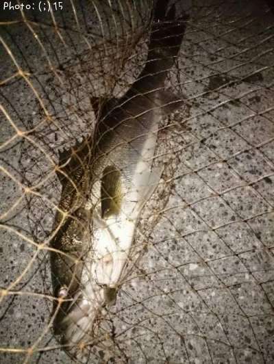 �����Х�