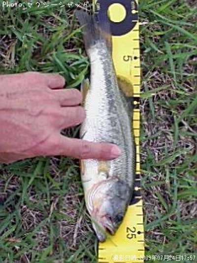 �֥�å��Х�