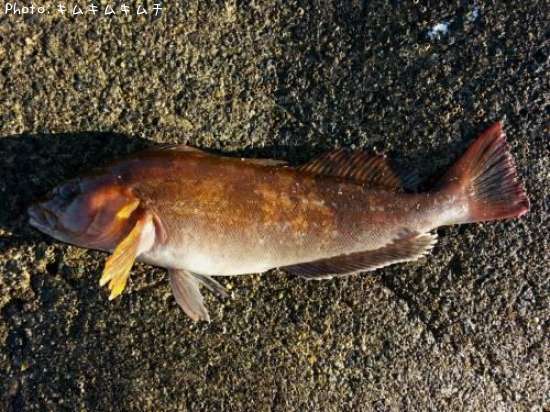 �����ʥ�