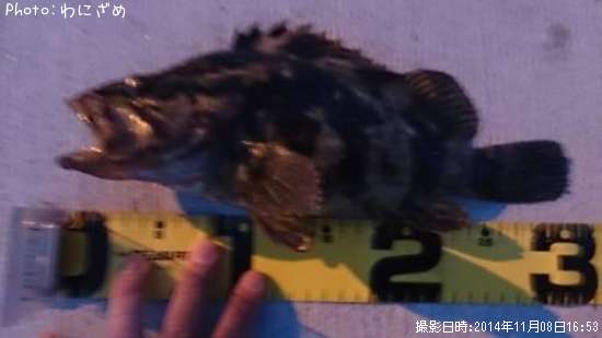 �٥å�������