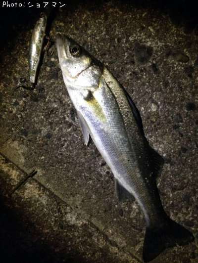 �����Х�