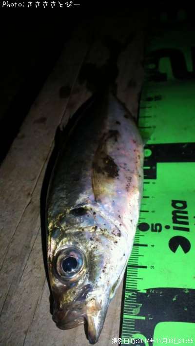 ��������Х�