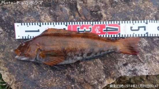 �����ʥ�