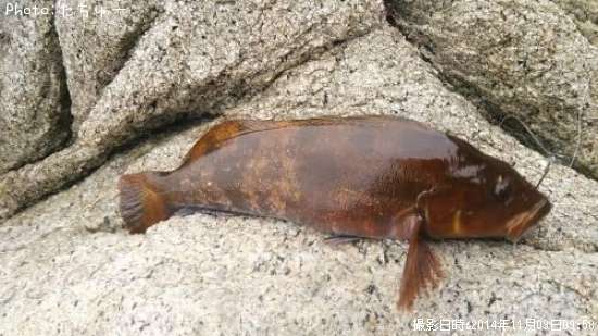 �����ʥ�