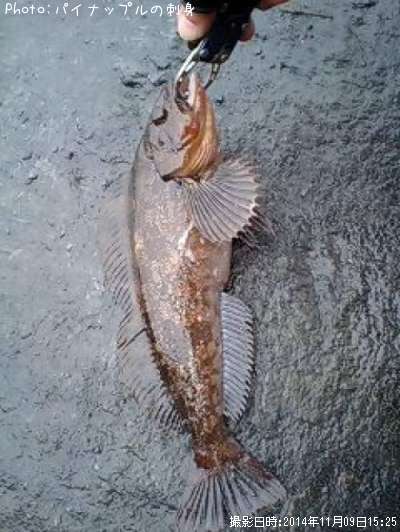 �����ʥ�