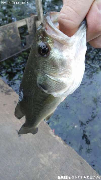 �֥�å��Х�