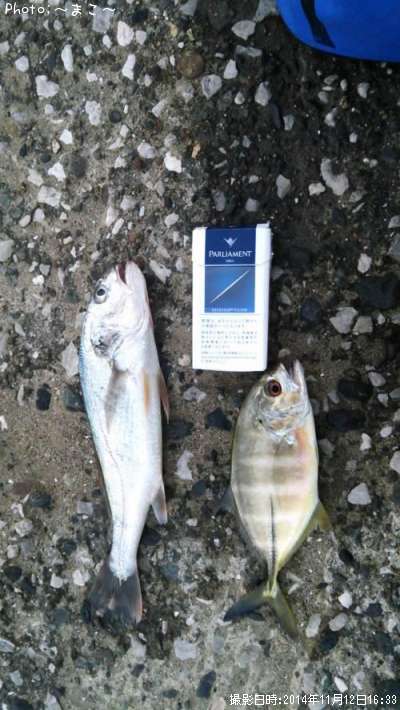 ��å����������