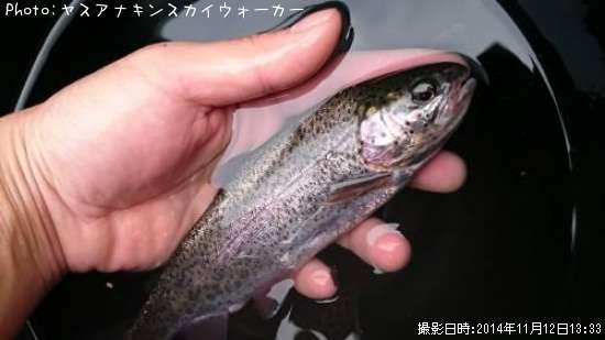 �쥤��ܡ��ȥ饦��