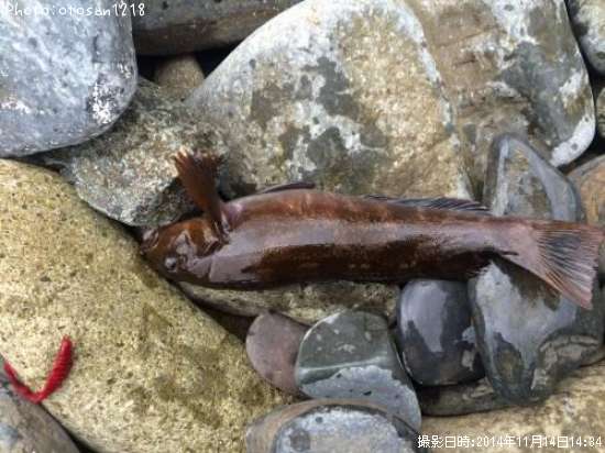 �����ʥ�