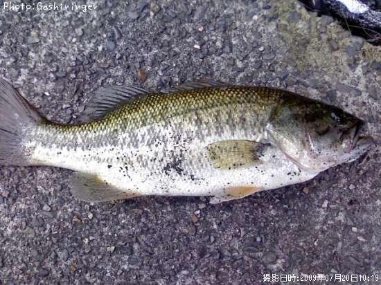 �֥�å��Х�