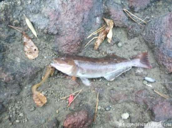 �����ʥ�