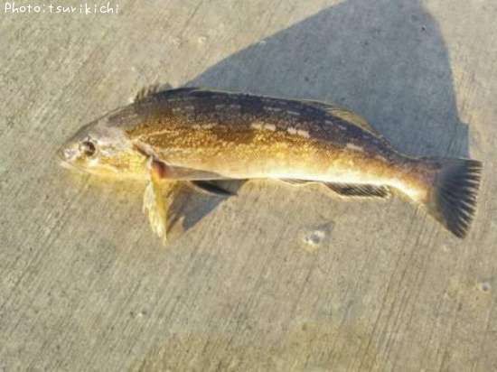 �����ʥ�