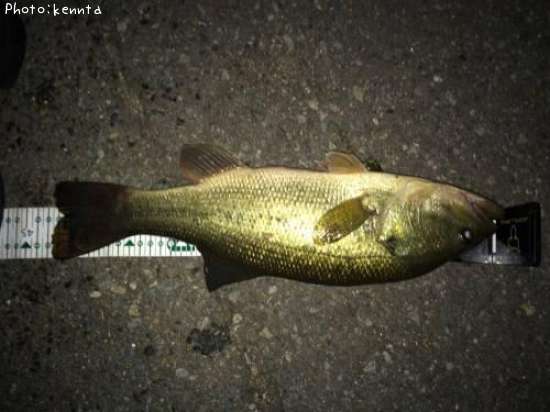 �֥�å��Х�