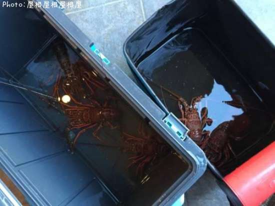 ������Ϸ