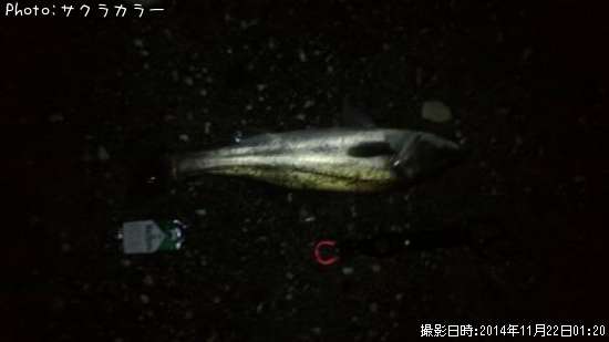 �����Х�